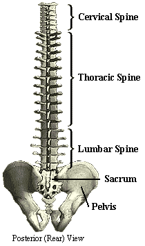 Human Spine and Pelvis